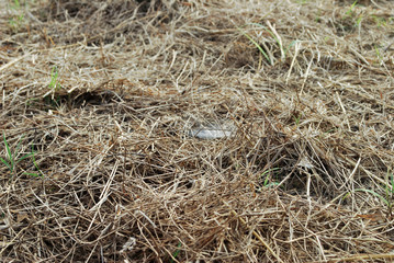 The dry grass background is created by mowing grass.