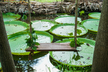 wood swing in lotus pond garden