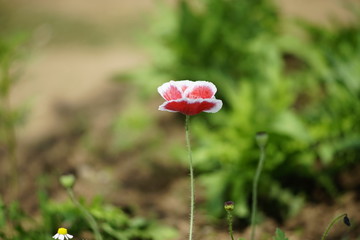 Flower poppy flowering on background with fresh grass