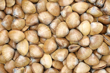 Stacked fresh raw clams background
