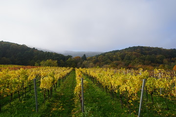 Fototapeta na wymiar Reihen von Weinstöcken vor einer Waldlandschaft bei Hochnebel
