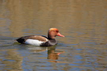 Red-crested pochard (Netta rufina) male swimming
