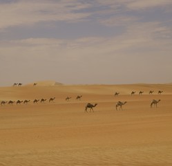Fototapeta na wymiar The Camel Procession