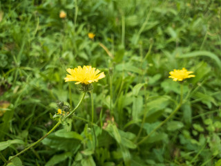 yellow dandelion in the grass