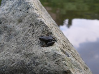 Stein am Ufer mit Frosch