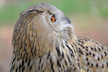 Close-up portrait of an eurasian eagle-owl (Bubo bubo) sideways looking to the right