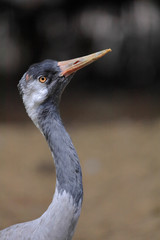 Close-up portrait of a common crane (Grus grus)