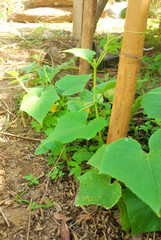 Growth of cucumber plants.Cultivation of Thai Cucumbers.
