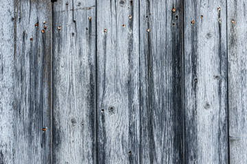 Distressed Wooden Door/Wall
