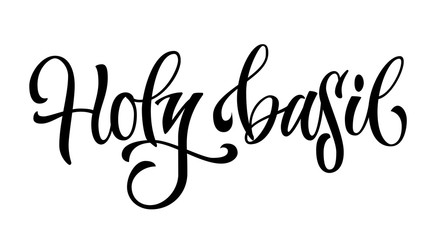 Vector hand drawn calligraphy style lettering word - Holy basil.
