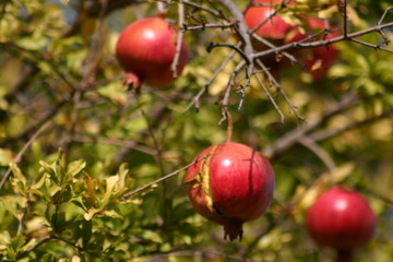 Trees, plants and wild flowers of the island of Crete in Greece