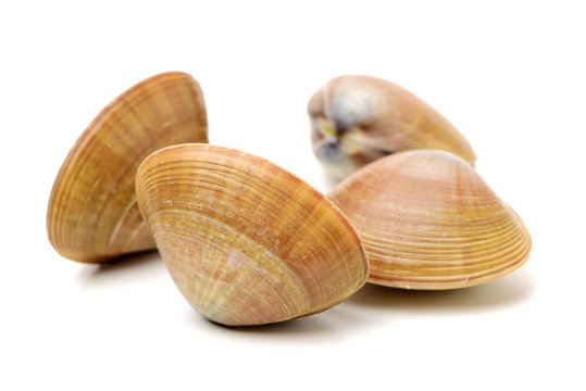 Stacked fresh raw clams on white background