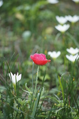 Red poppy flowering on background with fresh grass