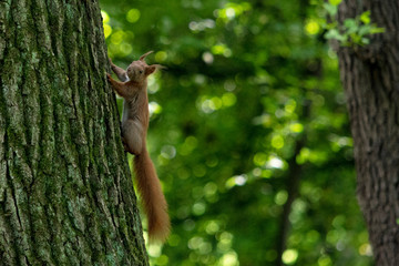 wiewiórka na drzewie. © Dariusz Grochal 