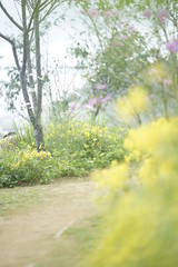Fototapeta premium Walkway through spring flowers