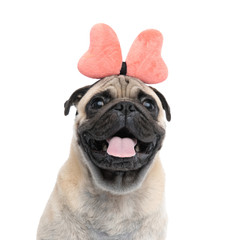 happy pug wearing bow headband and panting