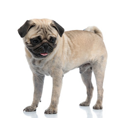 adorable pug panting and sticking out tongue