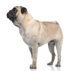 Obraz premium adorable pug looking to side and standing on white background