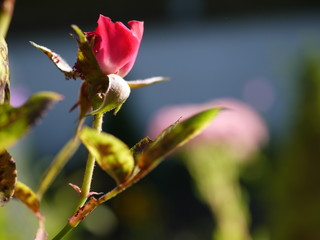 rote Rosenknospe