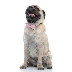 Obraz premium happy pug wearing pink bowtie and sticking out tongue