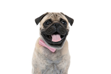 happy pug wearing pink bowtie and sticking out tongue