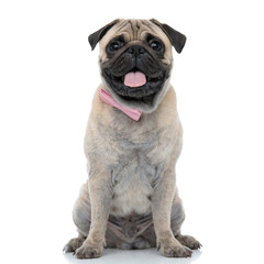 happy pug wearing pink bowtie and panting
