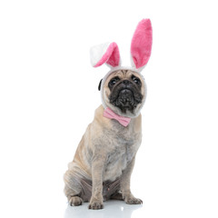 adorable pug wearing bunny ears and bowtie