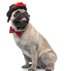 cute pug wearing bowtie and hat and panting