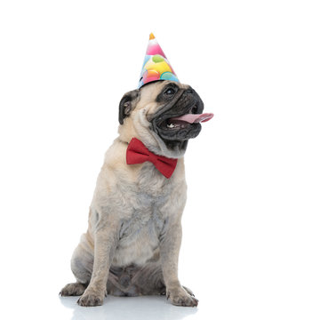 happy pug panting and wearing birthday hat and bowtie