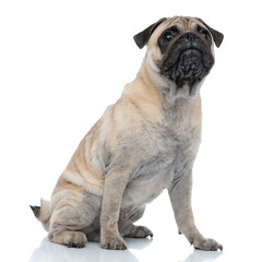 Obraz premium curious pug looking up and sitting on white background