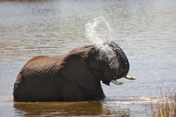 African bush elephant (Loxodonta africana) drinking, swimming and splashing water. Elephant in water. Elephant splashing water from trunk. Trunk up.