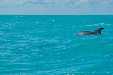 Fototapeta premium Dolphin swimming in beautiful blue caribbean sea