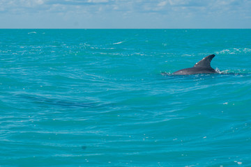 Dolphin swimming in beautiful blue caribbean sea