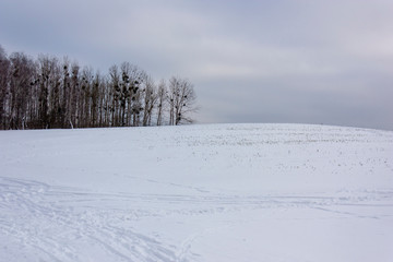 Fototapeta na wymiar Winter landscape. A white snowy hilly field on the horizon almost merging with the gray-blue sky, and a group of dark trees against the background of snow and sky. May be the background.
