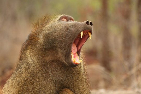 Baboon (Papio ursinus) portrait in Kruger NP siting straight the camera with open mouth. Dry brown background. Calm force. Tooth in mouth.