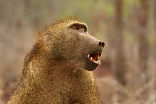 Baboon (Papio ursinus) portrait in Kruger NP siting straight the camera with open mouth. Dry brown background. Calm force. Tooth in mouth.