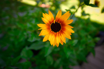 Obraz premium Sun flower in the green garden