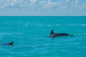 Dolphin swimming in beautiful blue caribbean sea