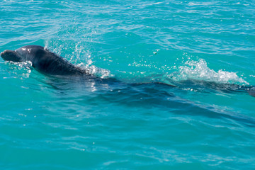 Naklejka premium Dolphin swimming in beautiful blue caribbean sea