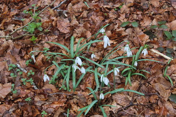 White Flowers in the forest