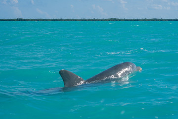 Dolphin swimming in beautiful blue caribbean sea
