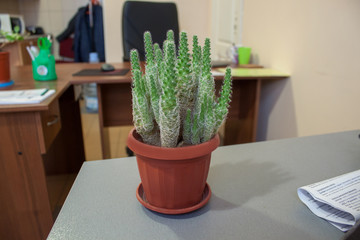 Cactus Workplace Programmer. Houseplant on the table.