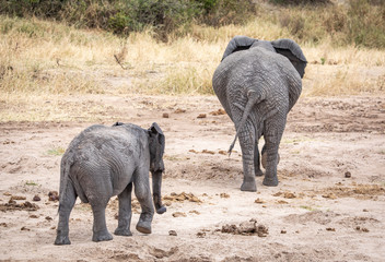 african elephants in a nature of Tanzania