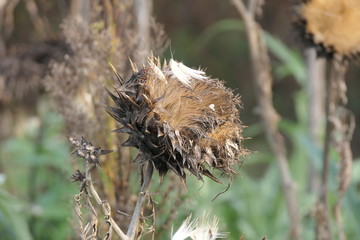 Dry artichoke 
