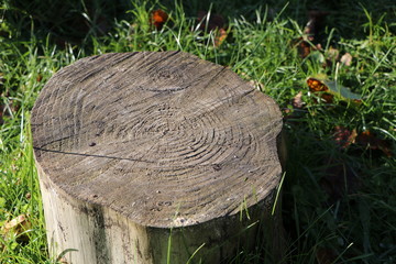 Closeup of a tree stump as natural display, background with copy space