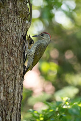 The European Green Woodpecker, Picus viridis is feeding its chicks before they will have the first flight out. Nesting cavity is in old dry tree, green background, pretty morning and soft golden light
