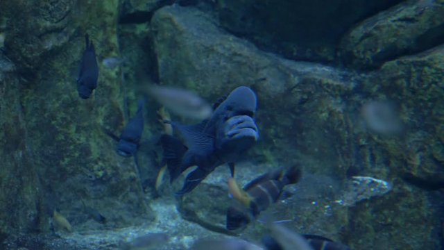 black big fish with a big forehead swims in the Moscow aquarium