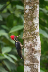 Dryocopus lineatus, Lineated woodpecker The bird is perched on the tree trunk in nice wildlife natural environment of Costa Rica ..