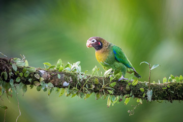 Pionopsitta haematotis, Brown-hooded parrot The bird is perched on the branch in nice wildlife natural environment of Costa Rica..