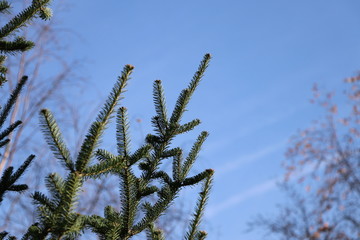 Naklejka premium Branch of a christmas tree in winter with blue sky background, copy space